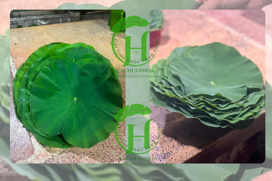 Địa chỉ mua lá sen tươi uy tín và chất lượng