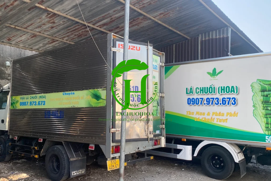 Giới thiệu chung về lá sen tươi và lợi ích khi sử dụng