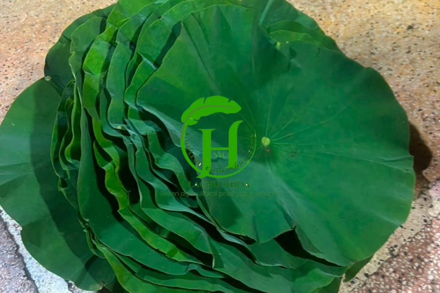 Giới thiệu chung về lá sen