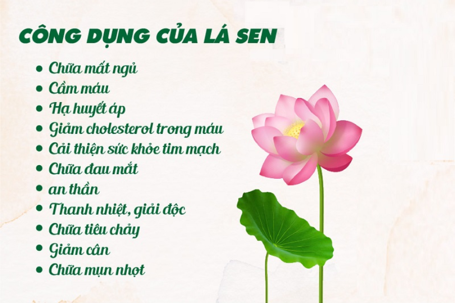 Giới thiệu về cây lá sen và đặc điểm của lá sen tươi