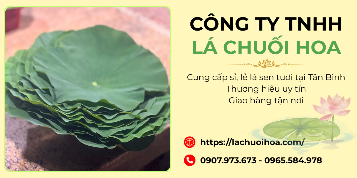 Giới thiệu về lá sen tươi và lợi ích của sản phẩm