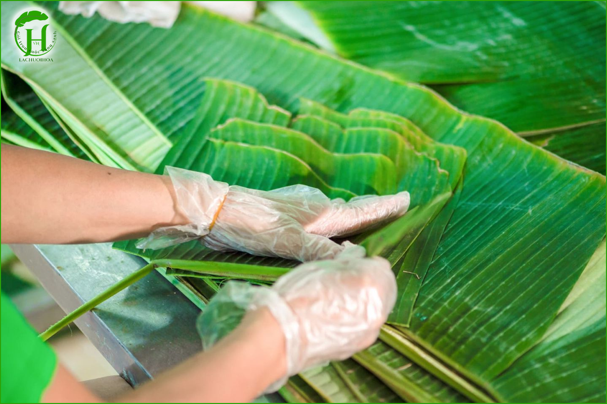 Vì sao lá chuối tươi dễ bị úng và hư hỏng?