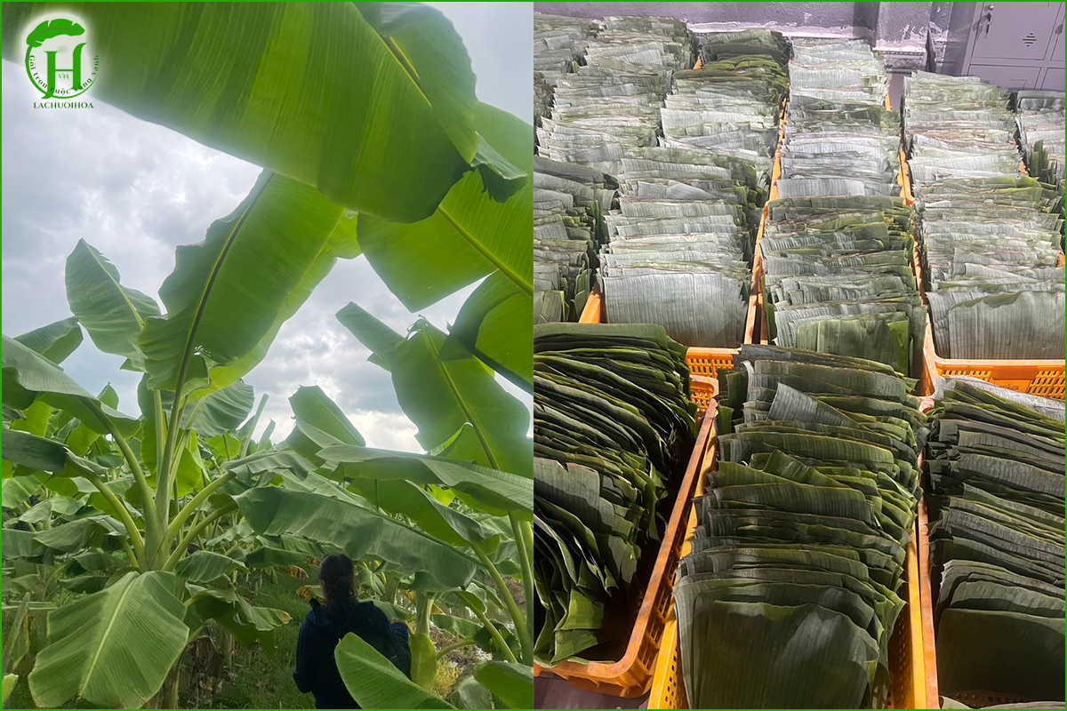 Các cách bảo quản lá chuối tươi đơn giản