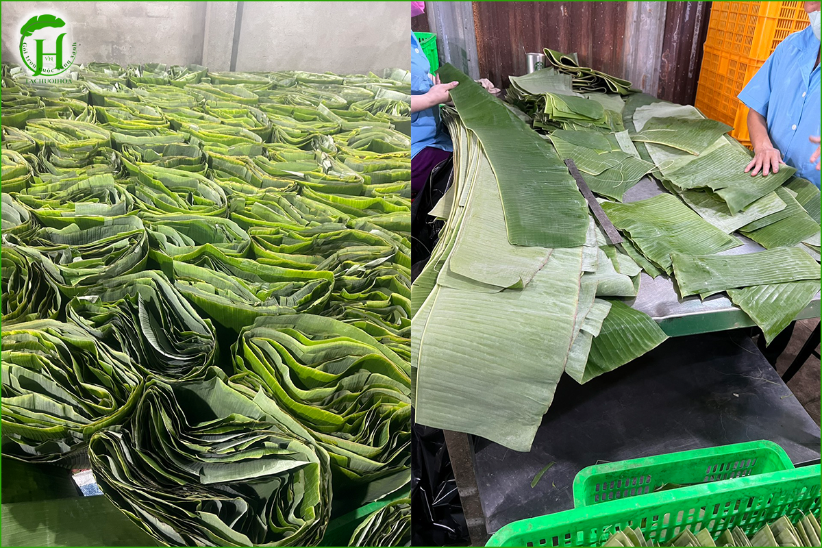 Khi nào nên chọn mua lá chuối đã sơ chế sẵn?