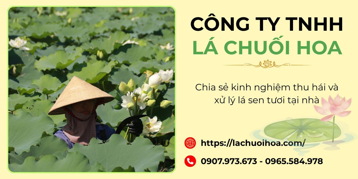 Kỹ thuật thu hái lá sen đúng cách để giữ được độ tươi và chất lượng