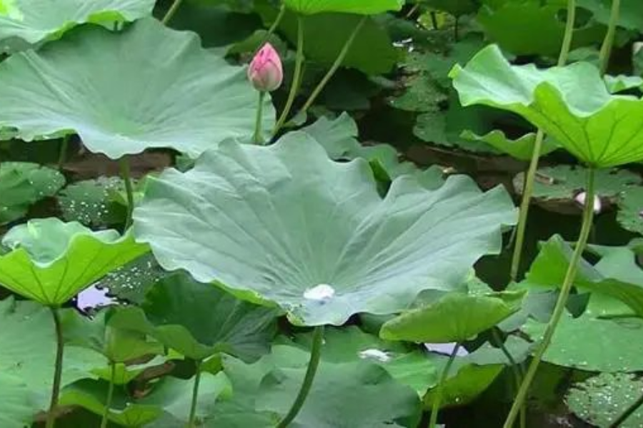 Lá sen tươi trong việc hỗ trợ an thần và giảm căng thẳng