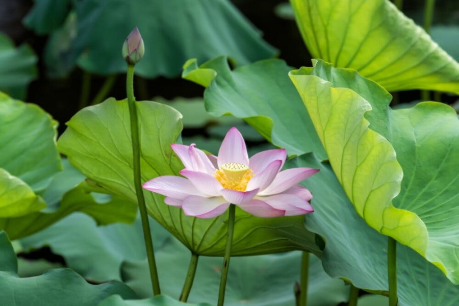 Lợi ích của lá sen tươi đối với hệ tiêu hóa