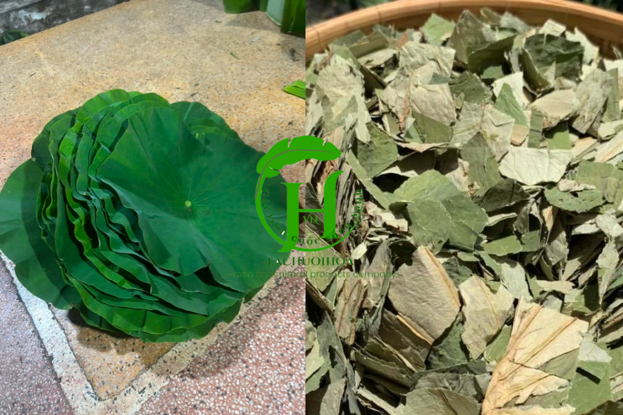 Lợi ích của lá sen tươi và khô