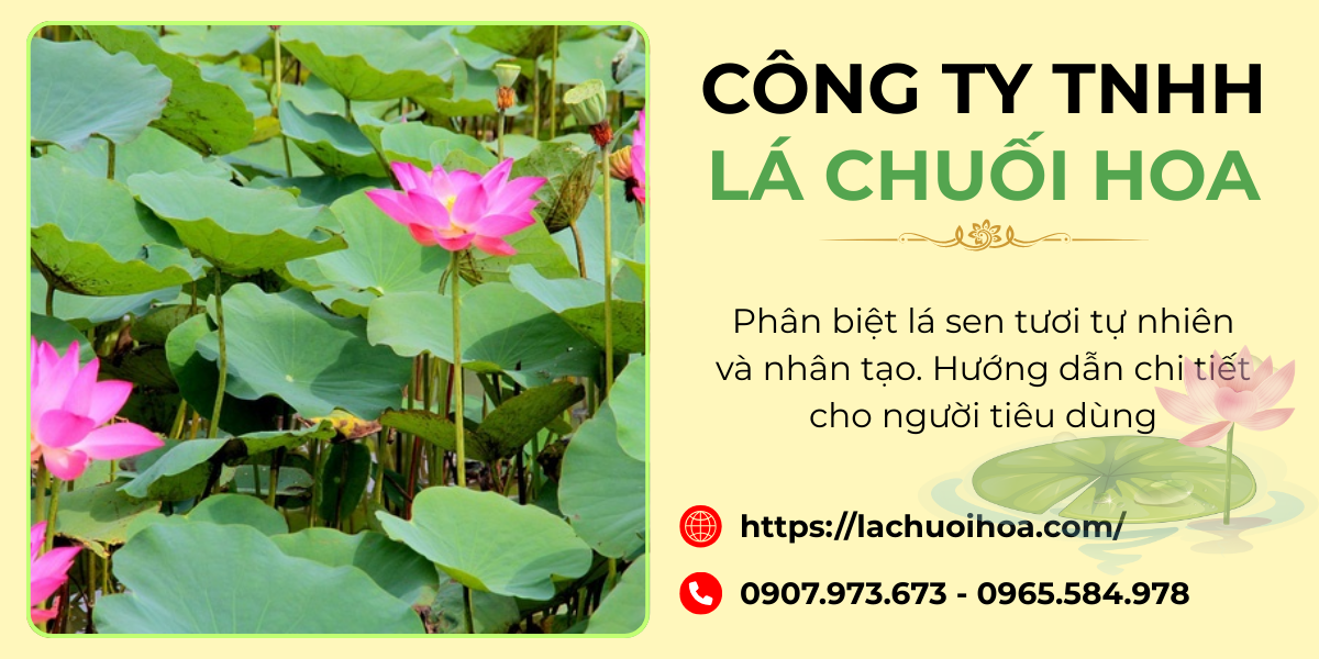 Lời khuyên để chọn lựa và bảo quản lá sen đúng cách
