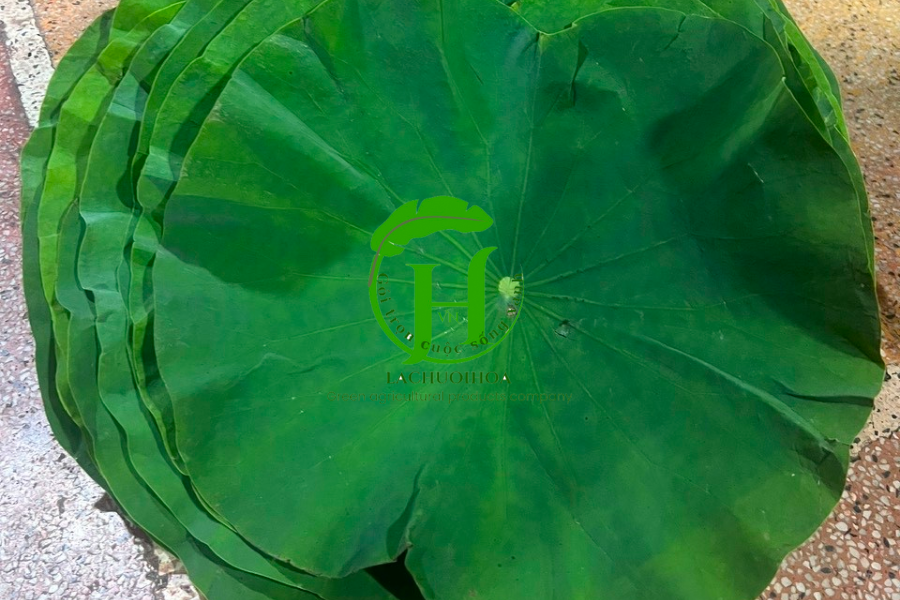 Một số lưu ý quan trọng khi sơ chế và bảo quản lá sen