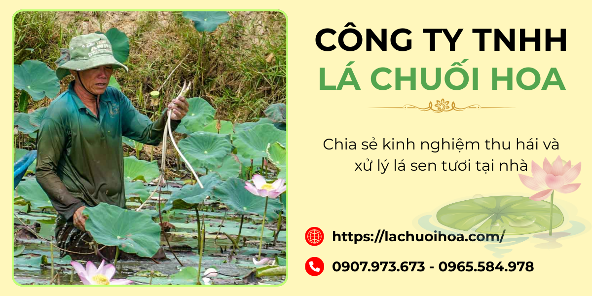 Những bước chuẩn bị trước khi thu hái lá sen tươi tại nhà