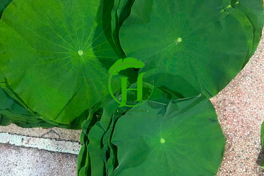 Phương pháp giữ lá sen tươi lâu hơn