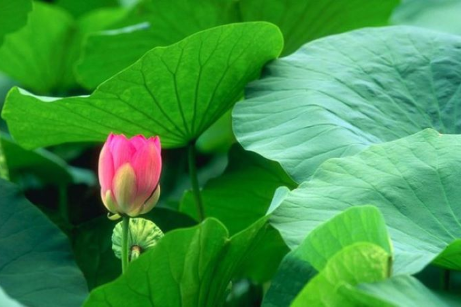 Tác dụng chữa bệnh của lá sen tươi