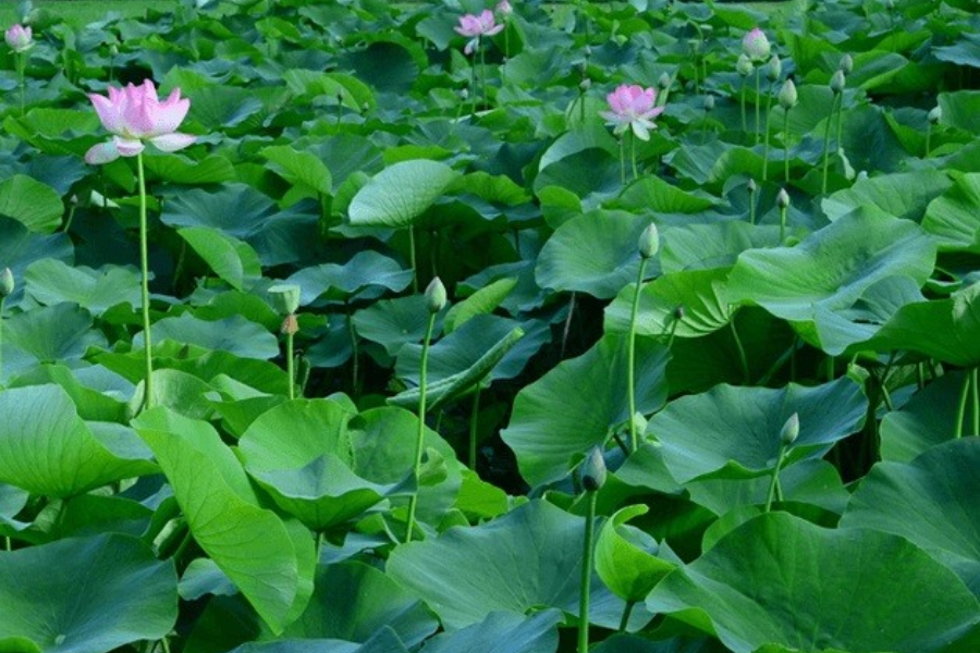 Tác dụng của lá sen tươi trong việc giảm cân và giữ dáng