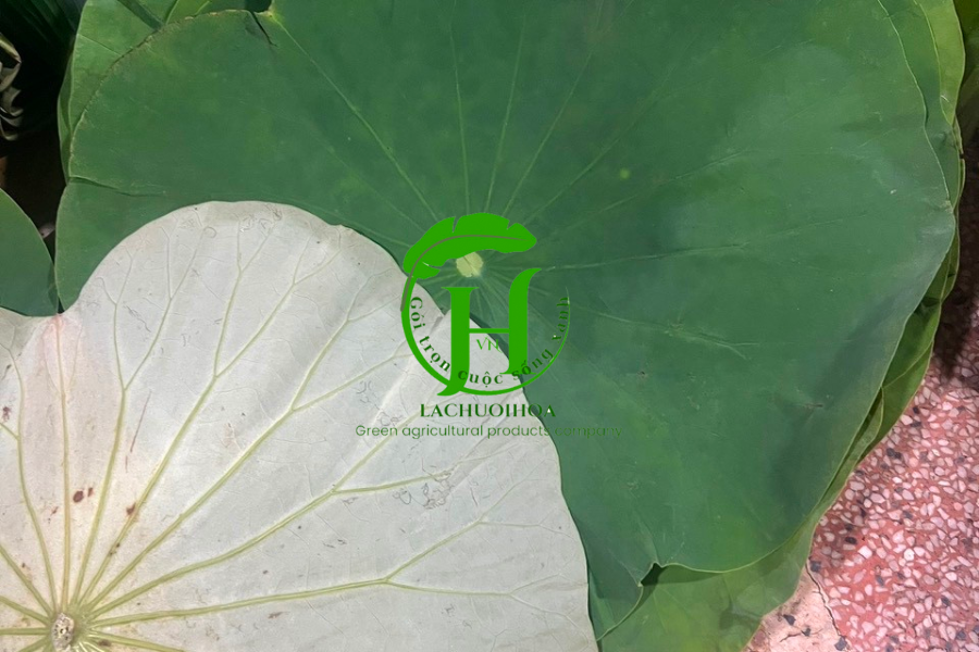 Ứng dụng của lá sen trong đời sống hàng ngày