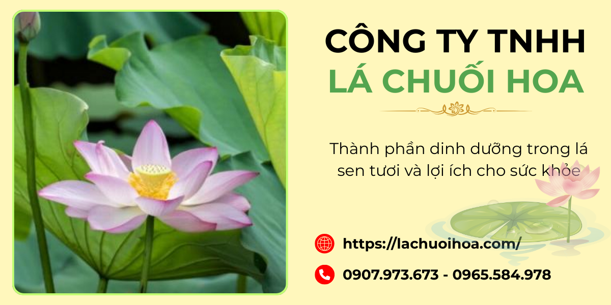 Ứng dụng của lá sen tươi trong y học cổ truyền và hiện đại