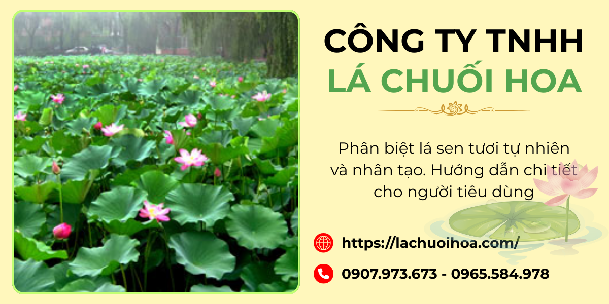 Ứng dụng thực tế trong mua bán và sử dụng lá sen phù hợp từng mục đích