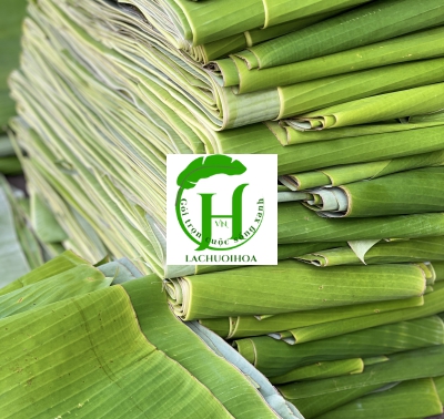 Lá chuối 4