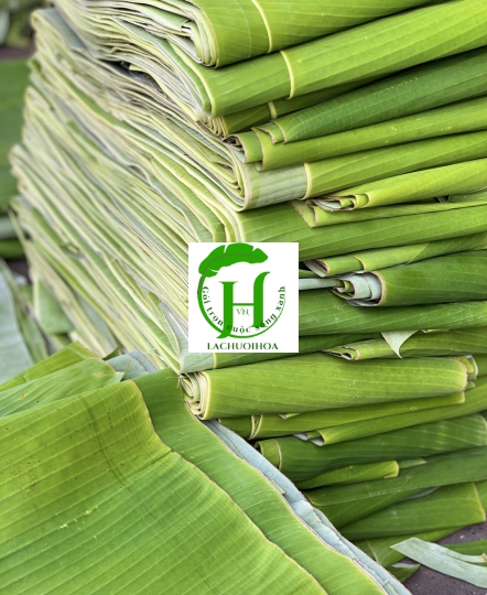 Lá chuối 4