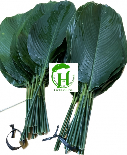 Lá Dong Tươi 1