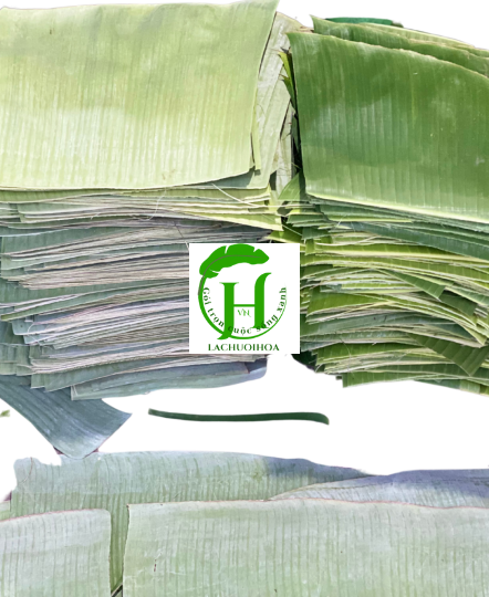 Lá Chuối 6