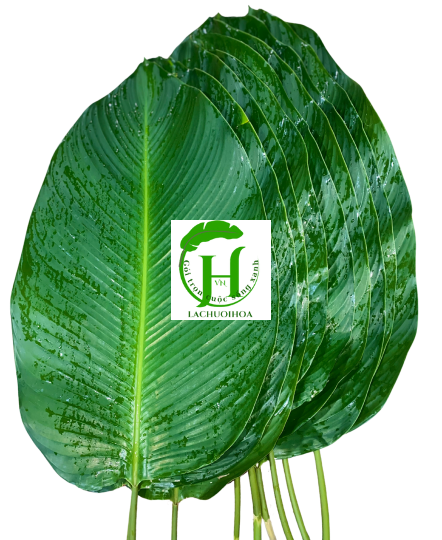 Lá Dong Tươi 5